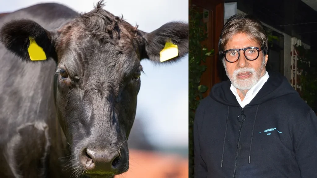 इस जापानी गाय का दूध पीते हैं अमिताभ बच्चन…! एक लीटर की कीमत जानकर उड़ जाएंगे आपके होश, आम आदमी की साल भर की कमाई 2 Amitabh Bachchan